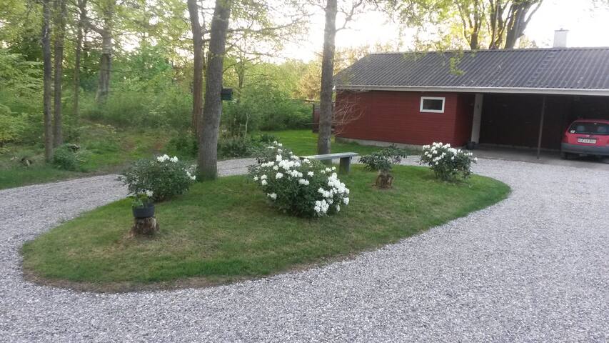 At Blåbjerg plantation