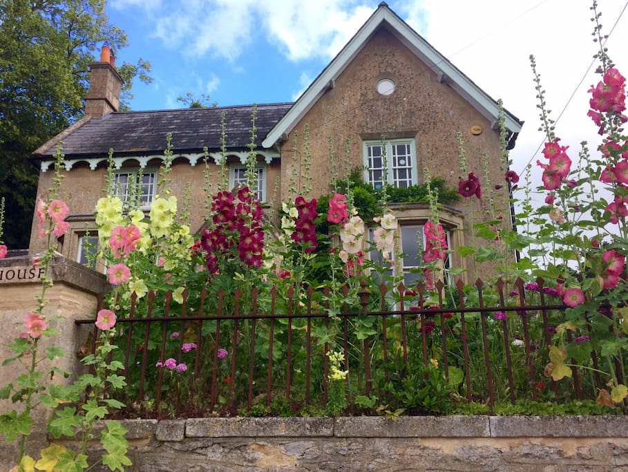 Hollyhocks go mad in summer