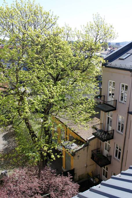 The view from the roof terrace