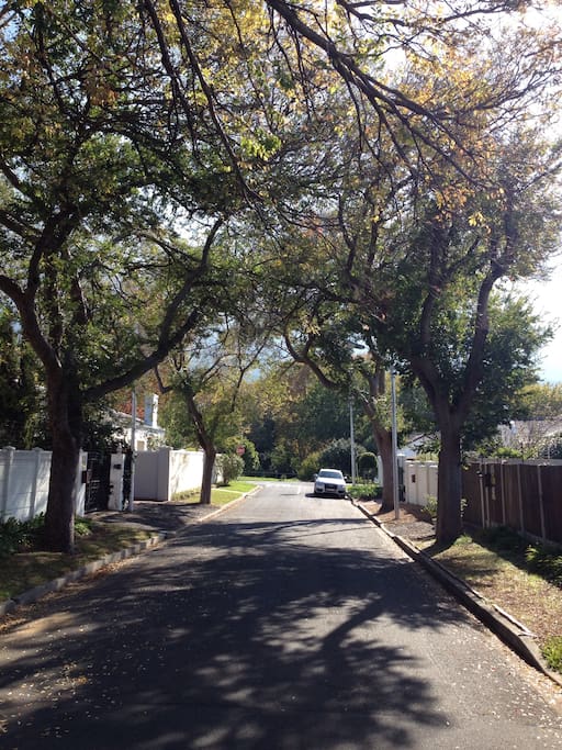 The view down our leafy street