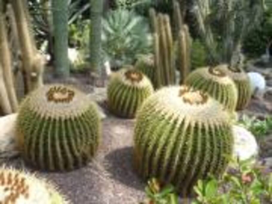 JARDIN BOTANICO