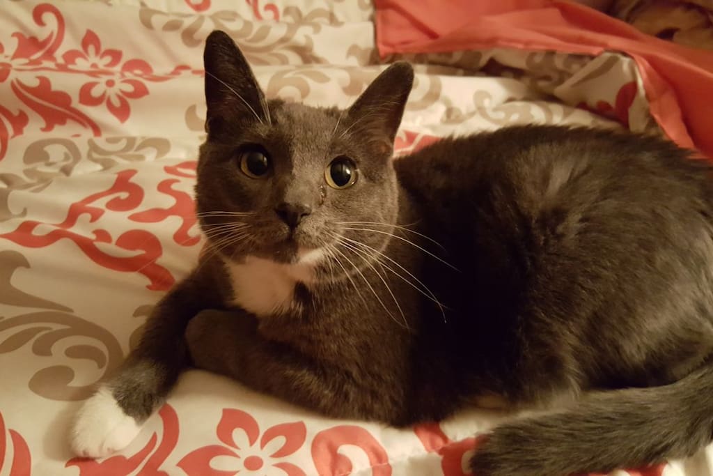Our cat Scarlett