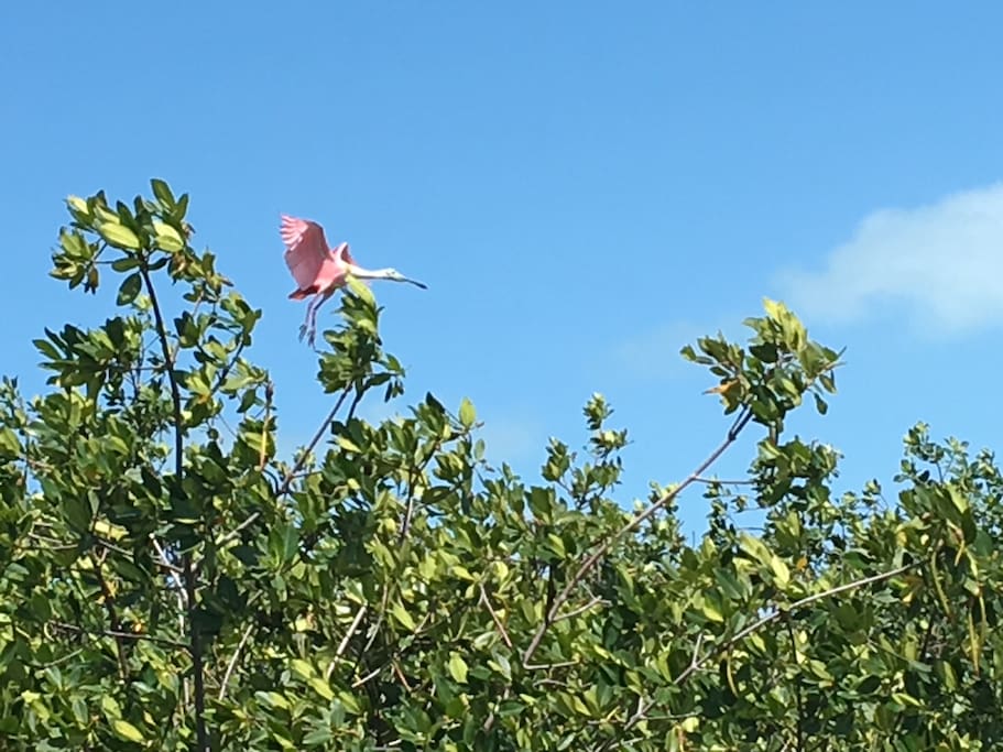 Beautiful birds can be observed such as this spoonbill.