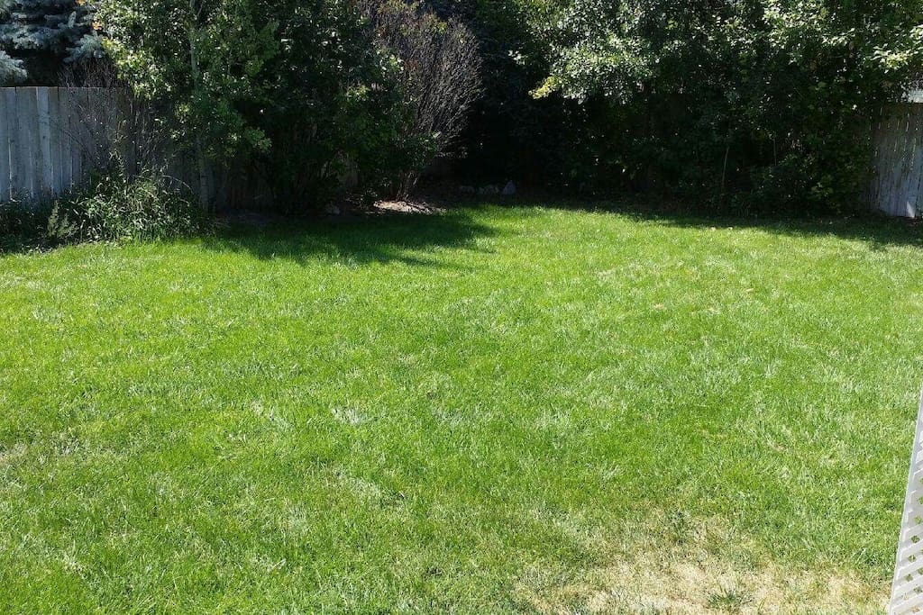 back yard