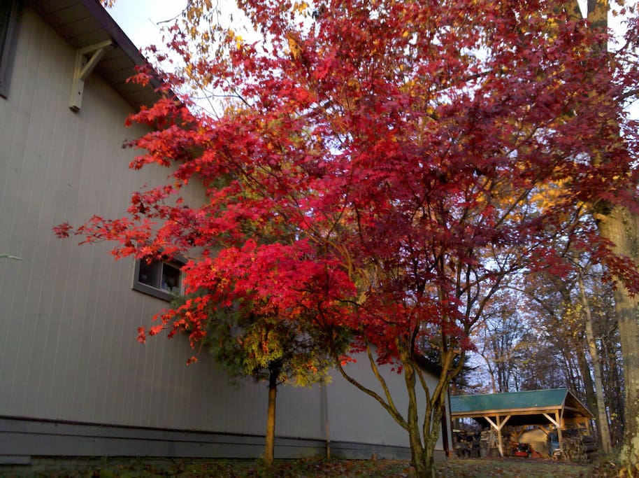 Fall Leaves have fallen for 2016