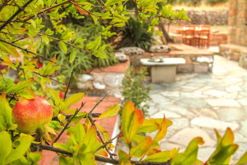 The garden