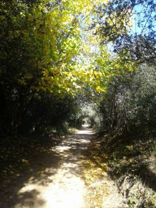Camino por los túneles vegetales desde el pueblo a Samadhi.