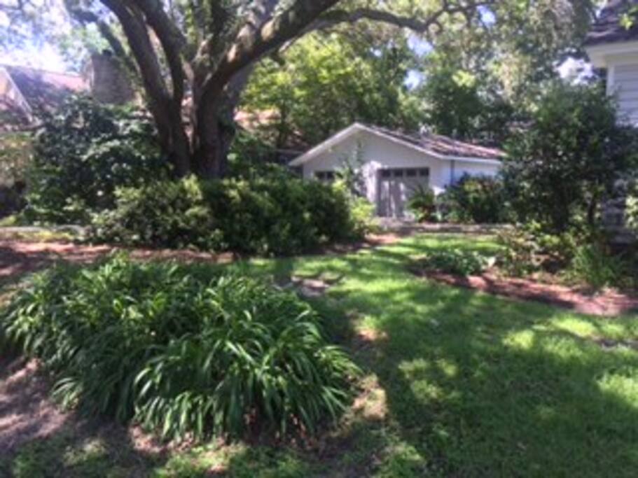 Front Yard View Towards Driveway with Huge Oak Tree Shading the Yard