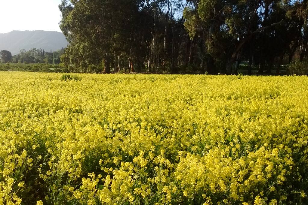 Spring Wildflowers!