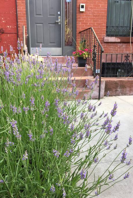 Lovely Lavender hedge leads up to the front door.