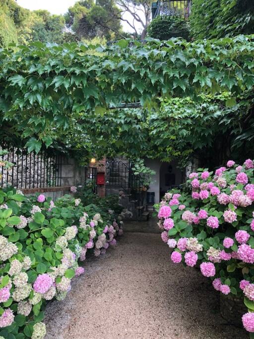 Beautiful hortensia flowers in the garden