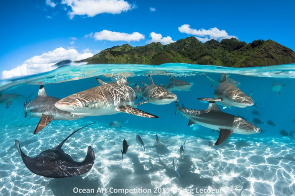 Life is better in Moorea! Moorea is the perfect place to vacation if you love snorkeling and relaxing in the ocean. Get ready to swim with sharks and stingrays in the crystal clear blue waters!