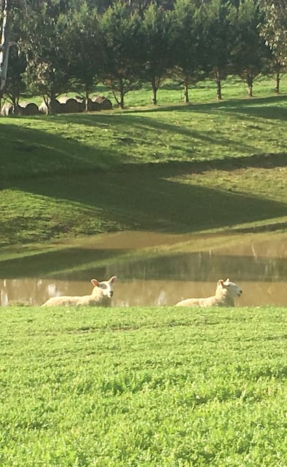 our happy sheep