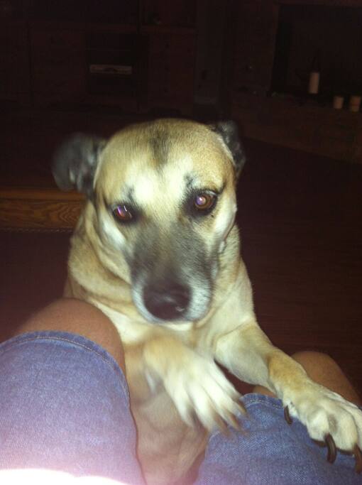 Zoey the house dog