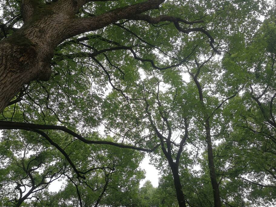 楼下,窗前,到处,一望无际绿色的梦