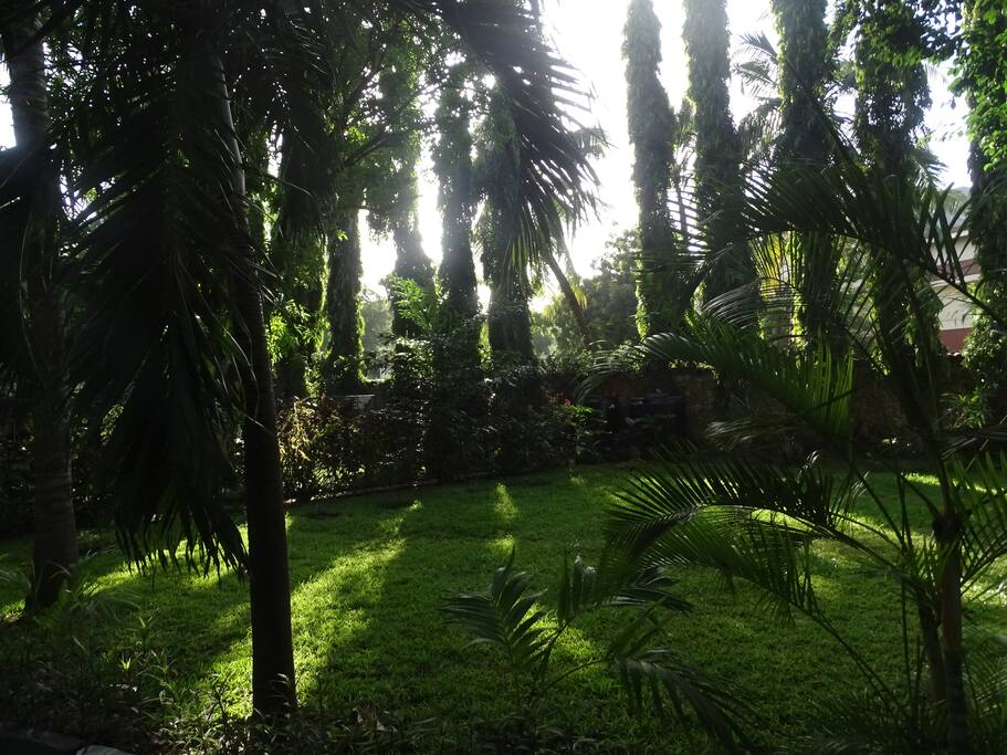 Sunset in our garden