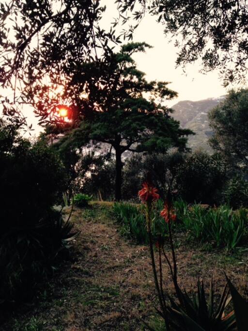im Abendlicht der Garten