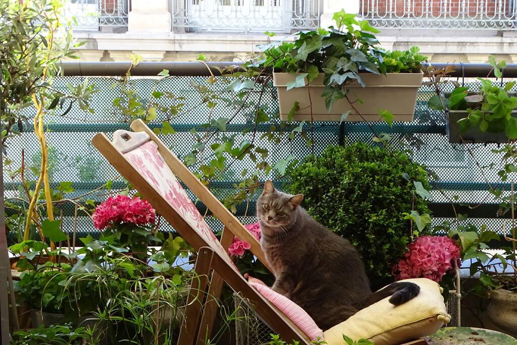 Monsieur Chat in the morning !