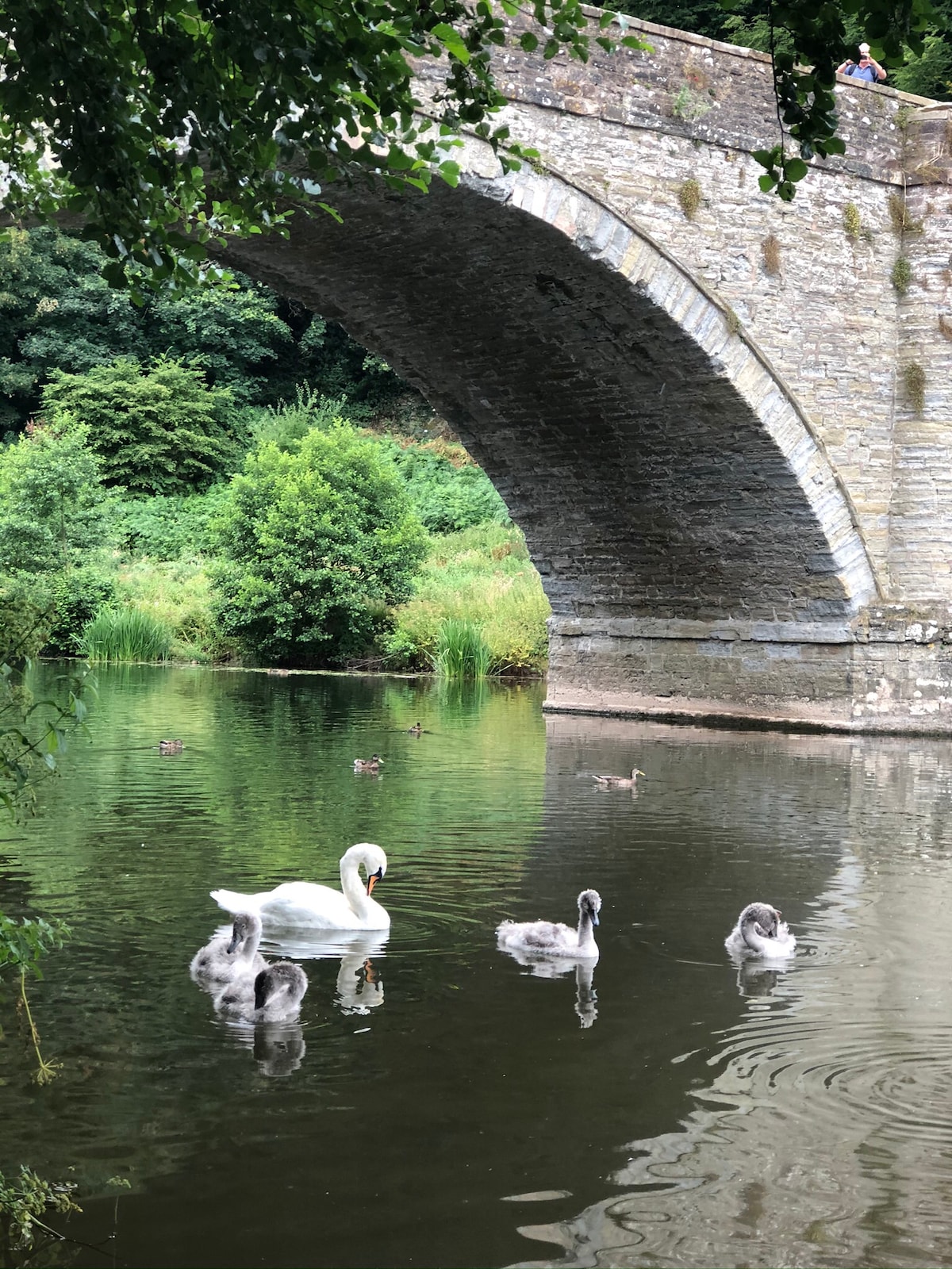 A serene view of the river beneath a stone arch bridge. A swan is seen swimming with its cygnets, surrounded by lush greenery and calm waters. Additional ducks can be spotted in the background, enhancing the tranquil setting.
