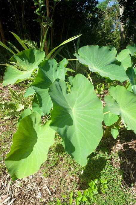 Kalo (taro) is the heart and soul of Hawaiʻi Nei