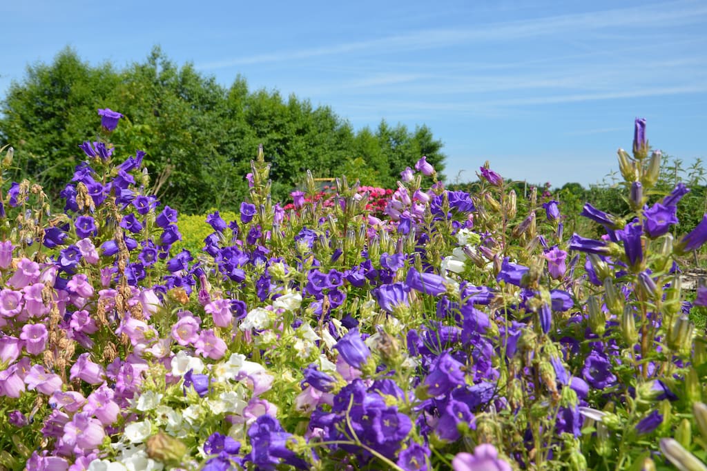 de bloementuin