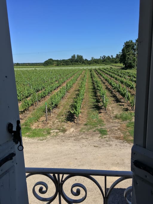 Vue sur les vignes