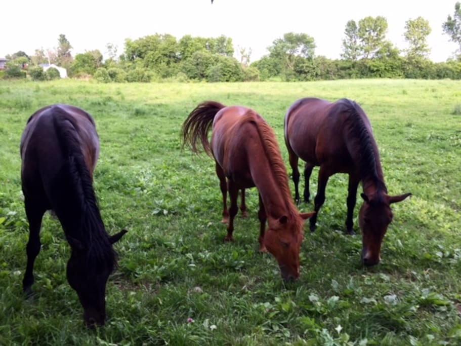 Chevaux au pacages