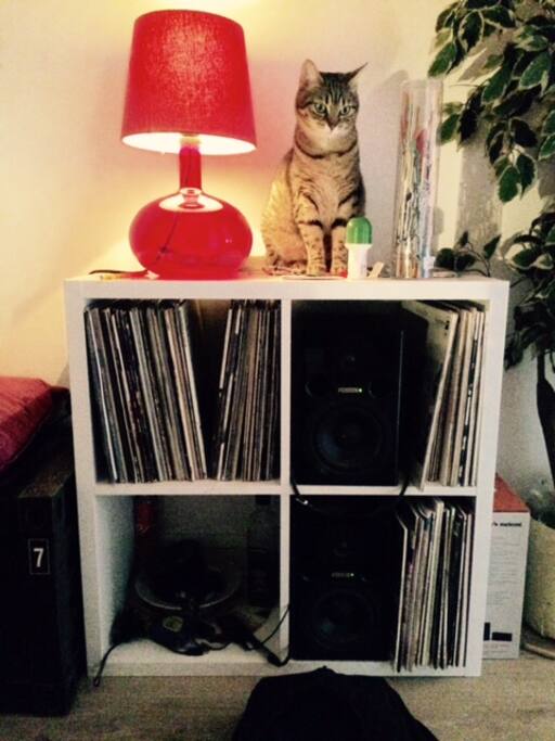 Le chat