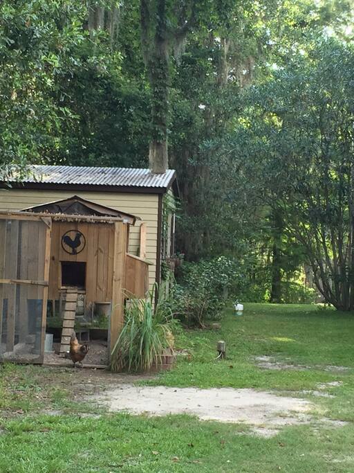 Chickens