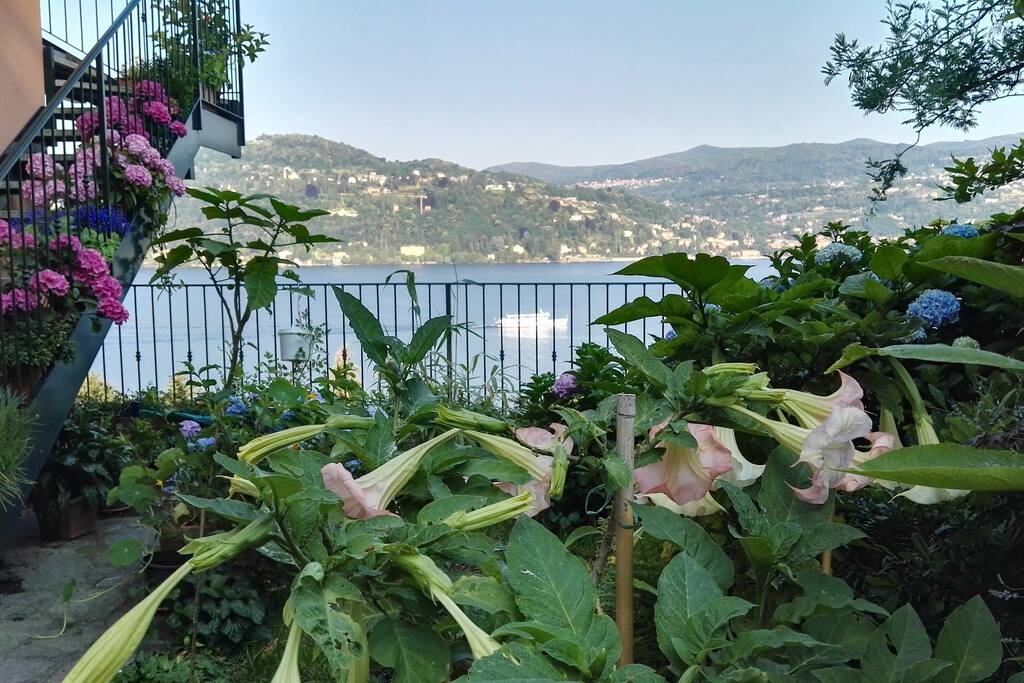 i miei fiori