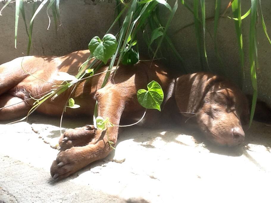 Bella after lunch !