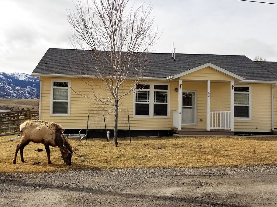 Bull elk in front yard