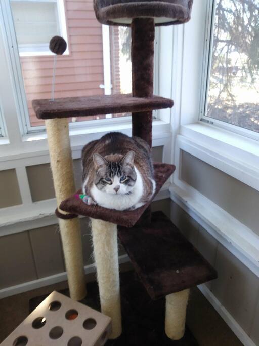 Duchess