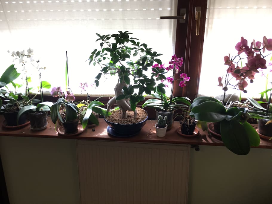 Davanzale fiorito all’interno della camera