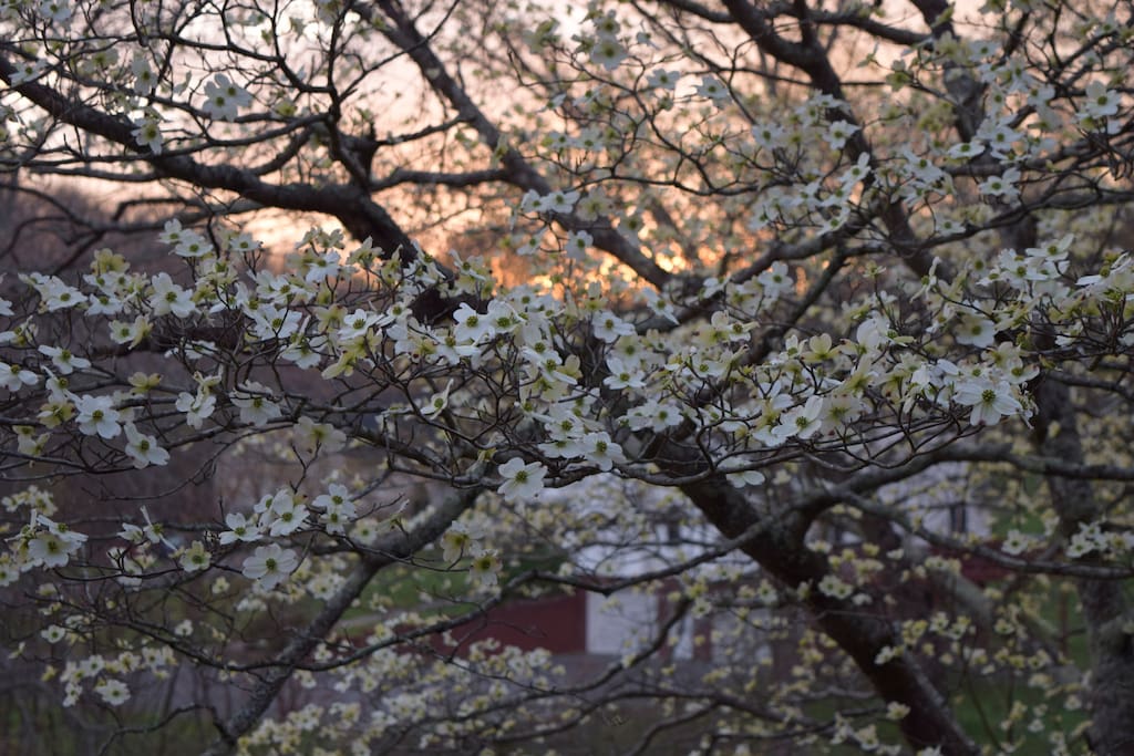Springtime Dogwoods