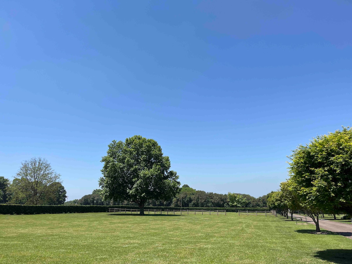 A wide view of an open grassy area is captured, featuring a large green tree at the center. In the background, a wooden fence runs along the perimeter, while an assortment of smaller trees line the edges. The clear blue sky creates a calm atmosphere.