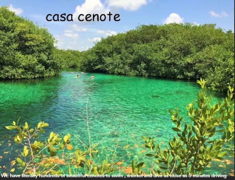 This cenote is Casa Cenote and is perfect for everything from swimming, snorkeling, and cave diving, There are also plenty of Kayaks for rent.