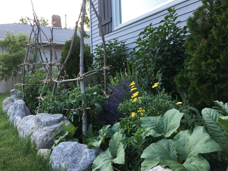 Close up of part of our garden, under front window.