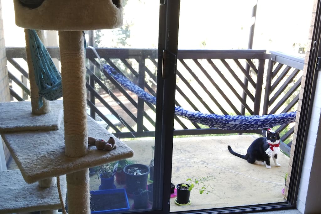Summer balcony with hammocks (1 cat size and 1 human size) with a Christmas cat