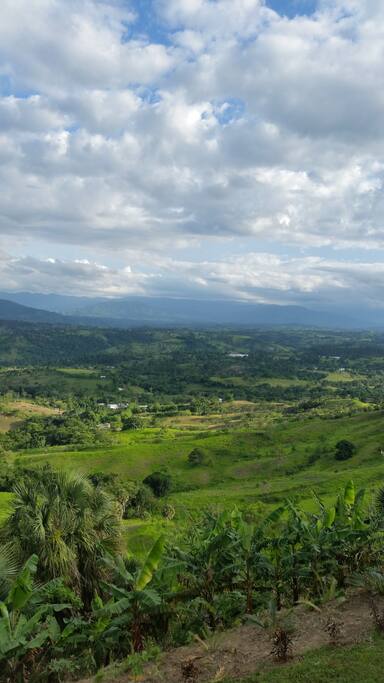 Tropical View