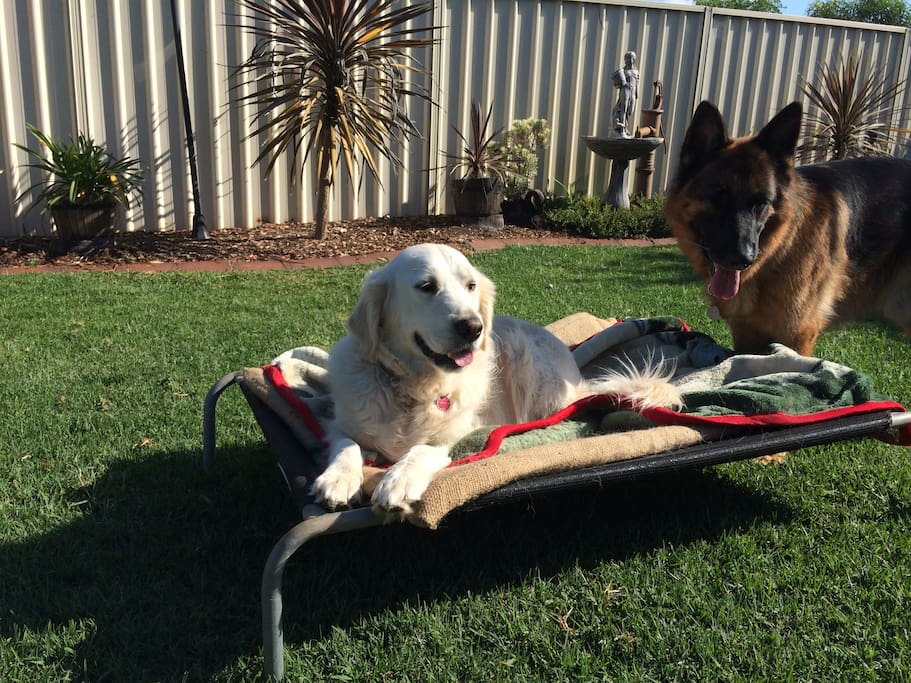 Dogs