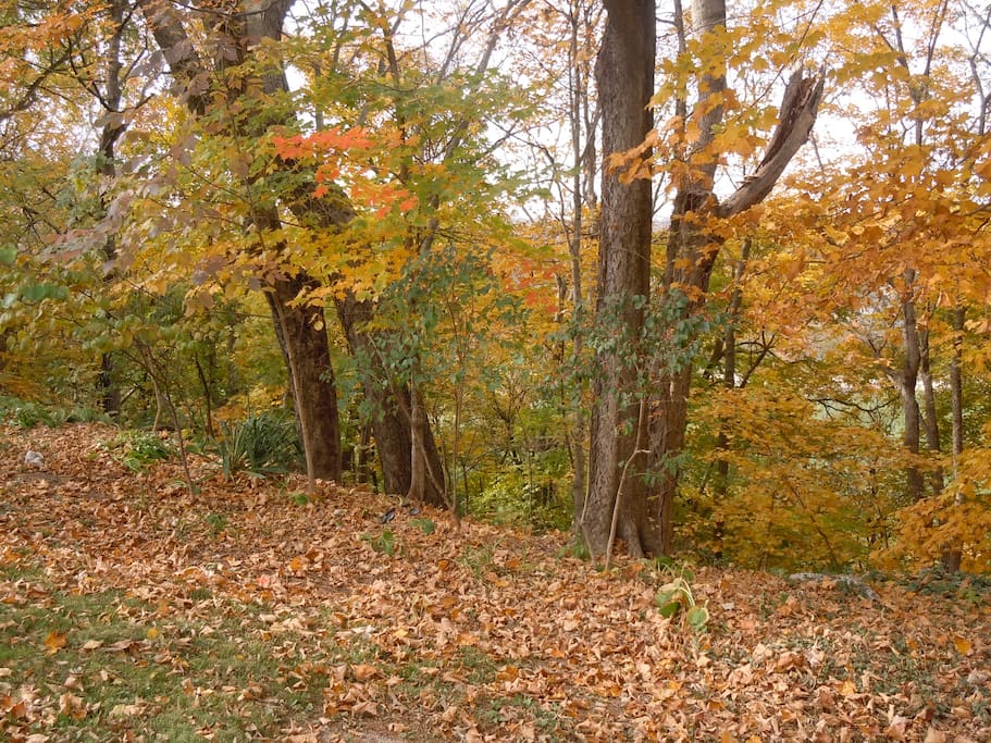 Woods along backyard just a short stroll from downtown historic Delphi with 10 miles of biking trails.