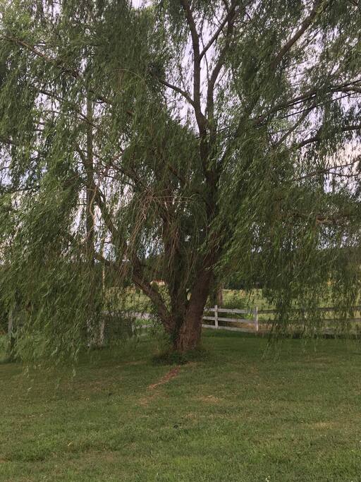 Willow Hill