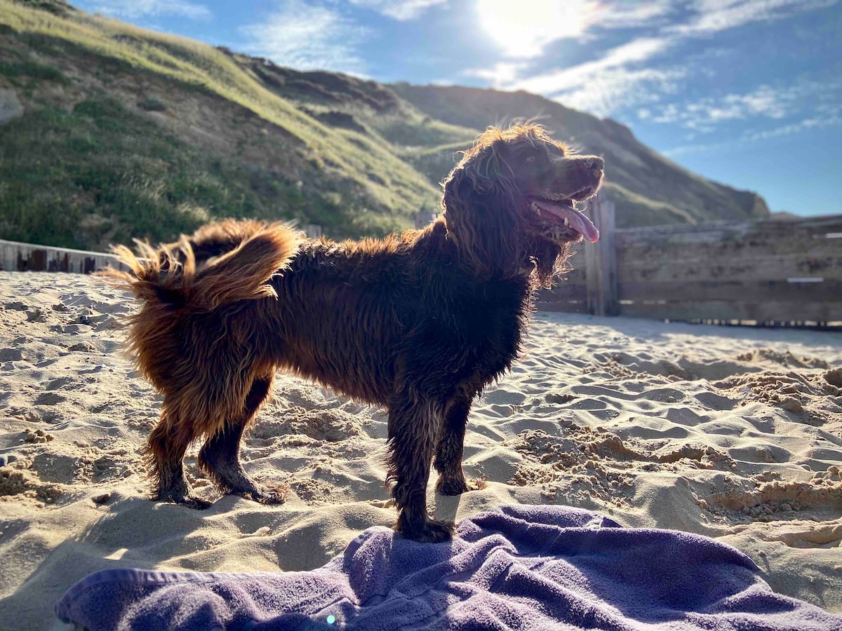 A dog stands on sandy beach, sunlight reflecting off its fur. The animal's tail is raised, and it faces the horizon, with a purple towel laid out underneath. Gentle dunes rise in the background, adding texture to the serene beach environment.