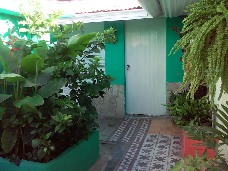 Terraza ambientada con plantas tropicales.