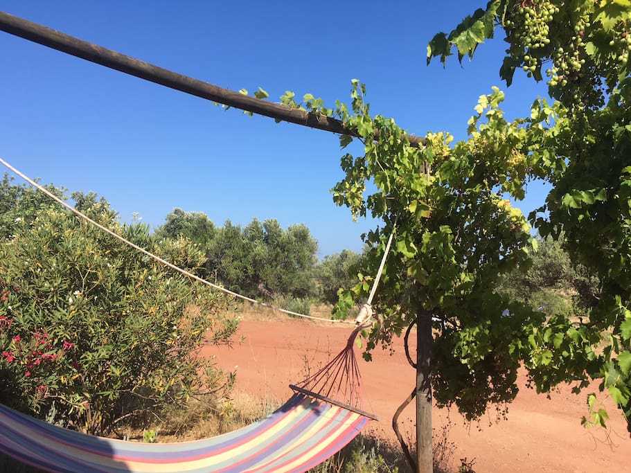 Hammock on the front porch surrounded by and olive grove