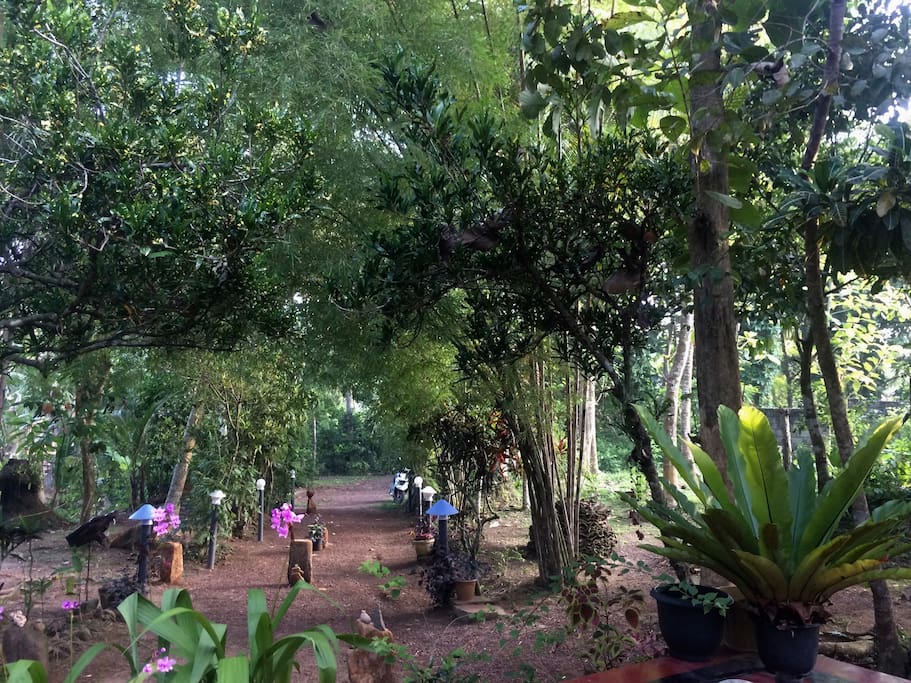 Mimosa Villa garden/driveway