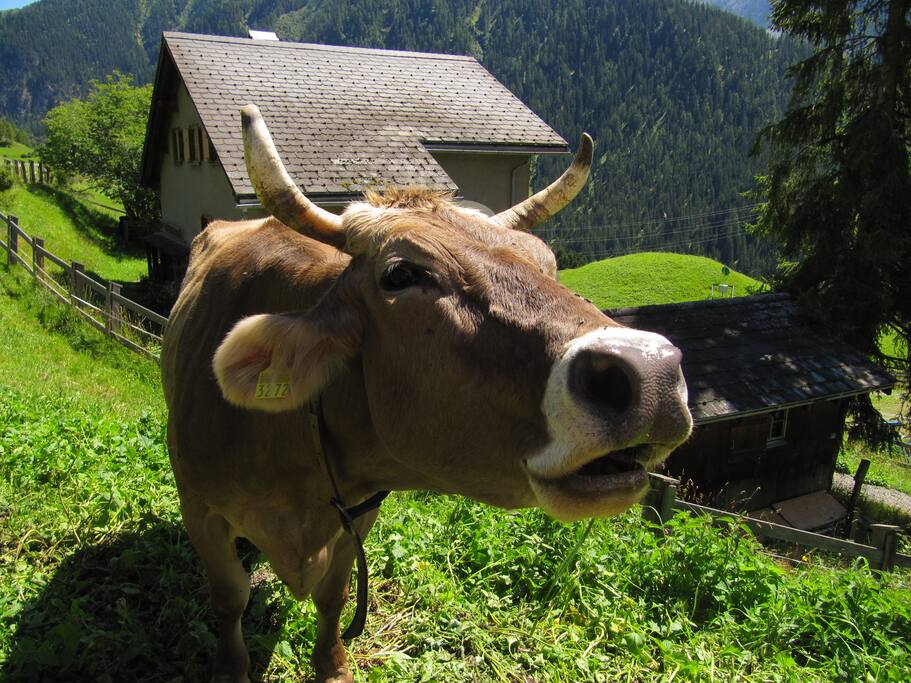 "Gruezi". herzlich willkommen...