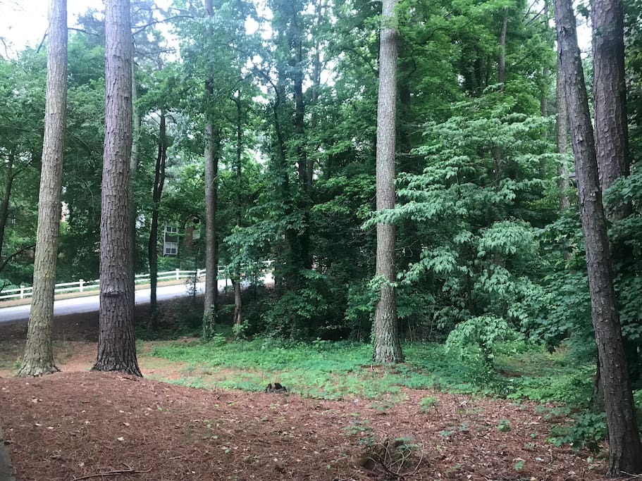 Another view into the woods