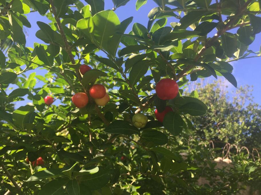 Enjoy an apple from our tree.